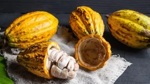 Origen peruano del cacao: Investigación confirma que surgió en la Amazonía hace 5 mil años