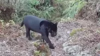 Oxapampa: Captan a pantera negra en Parque Nacional Yanachaga Chemillen