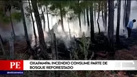Oxapampa: Incendio consume parte de bosque reforestado