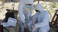 Perú emite alerta sanitaria por casos de influenza aviar