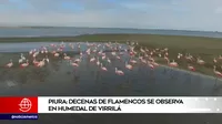 Piura: Decenas de flamencos se observa en humedal de Virrilá