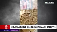Piura: Policía Nacional incauta 360 kilos de marihuana creepy