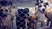 Poder Judicial: Actos de crueldad contra animales se sancionan hasta con cinco años de cárcel