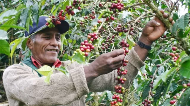 Producción de café: indican que exportaciones en 2015 cayeron en más del 20%
