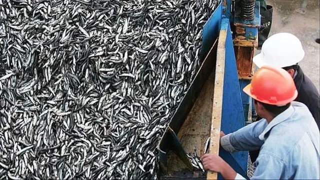 Hay posibilidad de que no se otorgue segunda temporada de pesca de anchoveta, según el Produce. Foto: archivo El Comercio