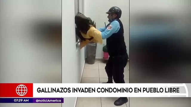 Gallinazos en Pueblo Libre.