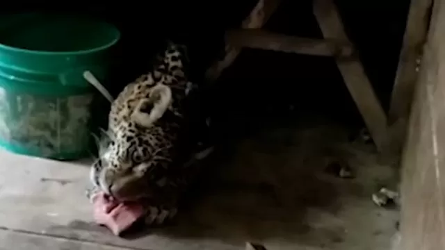 Puerto Maldonado: Mujer alimentó a jaguar por varios días en su casa