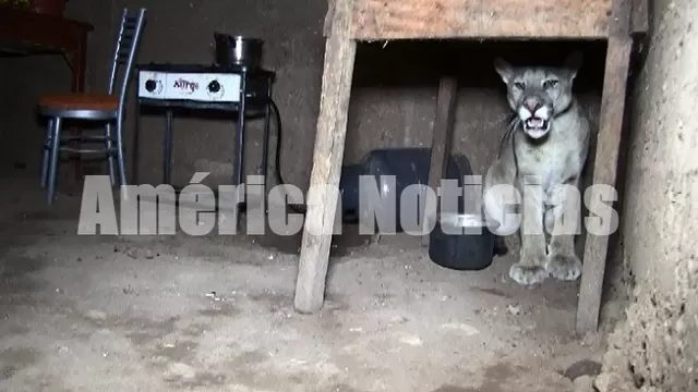 Puma andino ingresó a una vivienda en Huanta