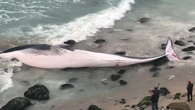 Punta Hermosa: Inician investigación sobre tráfico de especies acuáticas tras hallazgo de ballena
