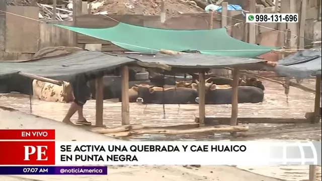 Punta Negra: Ganado quedó atrapado en el agua por inundación