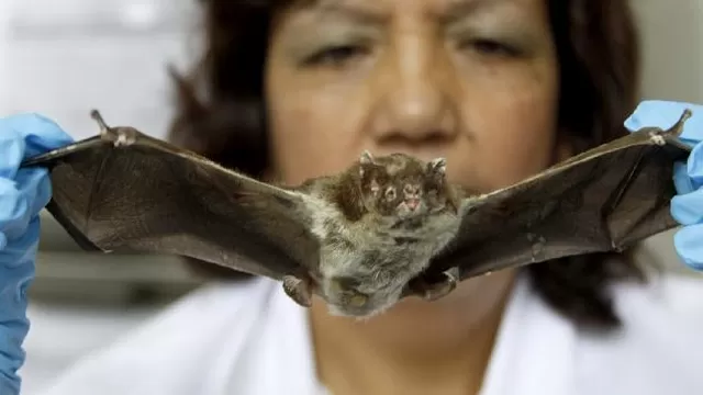 Murciélago hematófago. Foto: Perú 21