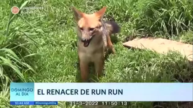 El renacer de Run Run