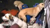 Rescataron a más de trece perros de incendio en La Victoria