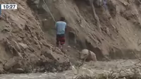 Hombre arriesgo su vida para rescatar a su cerdo del río Chillón