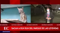 Run Run: Sacan a zorrito del Parque de Las Leyendas