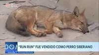 Run Run, el zorro que fue vendido como un perro siberiano