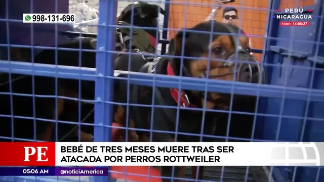 San Juan de Lurigancho: Bebé de tres meses murió tras ser atacada por perros rottweiler