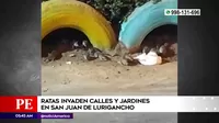 San Juan de Lurigancho: Plaga de ratas invade calles y jardines