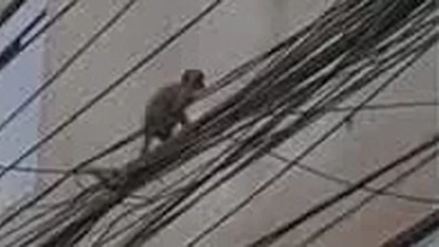 San Juan de Lurigancho: Reportan presencia de dos monos que pasean por los techos y cables