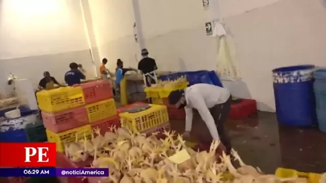 San Luis: Locales comercializaban pollos en condiciones insalubres