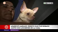 San Martín de Porres: Apareció perrito que fue robado junto a bienes de la casa