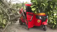 San Martín de Porres: Conductor se salvó de morir tras caer árbol sobre su mototaxi