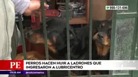 San Martín de Porres: Perros hacen huir a ladrones que ingresaron a lubricentro