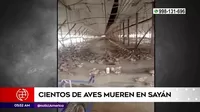 Sayán: Cientos de aves murieron tras inundaciones por huaicos