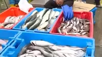 Semana Santa: se reportan largas colas en los terminales para conseguir pescado