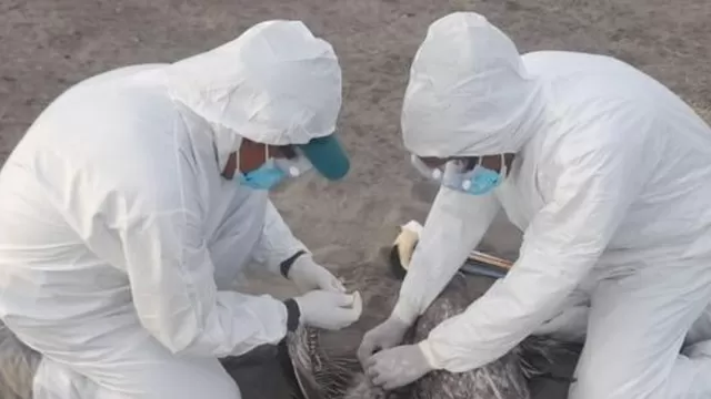 Gripe Aviar: Senasa anunció vacunación a unos 30 millones de aves