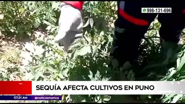 Sequía afecta cultivos en Puno