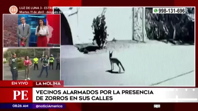 Serfor: "Presencia de zorros en La Molina no representa un riesgo y sería por búsqueda de alimentos"