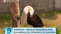 Sorpresas y regalos para los animales del zoológico de Huachipa