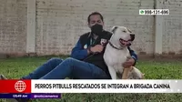 Surco: Perros pitbulls rescatados se integran a brigada canina