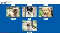 Surco presentó plataforma web para adoptar a animales rescatados