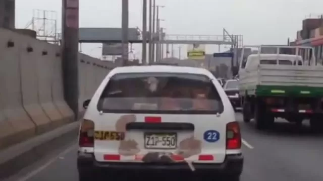 Trasladan dos ovejas en la maletera de un taxi