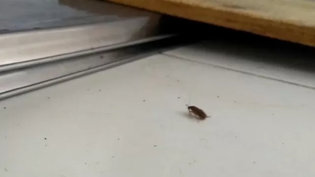 Tumbes: hallan cucarachas y moscas en la cocina del hospital regional
