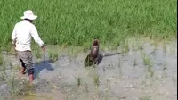 Lobo marino quedó varado en un arrozal en Tumbes