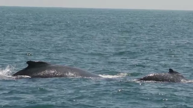 Tumbes: Registran avistamiento de ballenas en Punta Sal