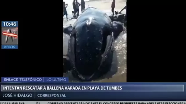 Tumbes: turistas y pescadores intentan salvar a ballena jorobada
