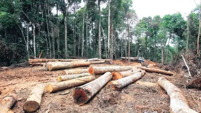 Tala ilegal de árboles afecta la selva peruana. Foto referencial: El Comercio.