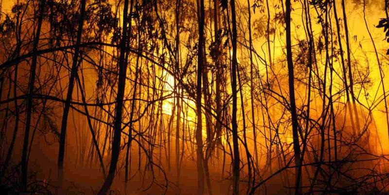 Uno de los peores incendios forestales de la historia de Australia dejó un saldo de 71 fallecidos / Fuente: News Europa 