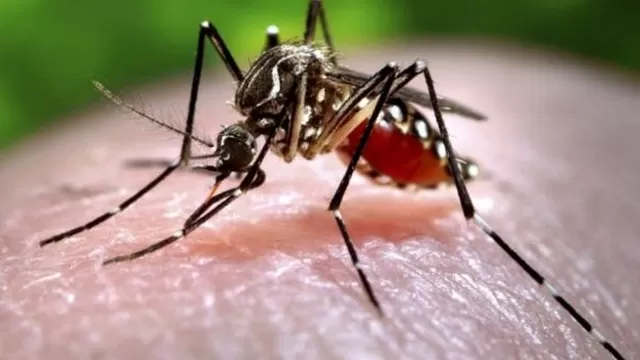  Aedes aegypti, insecto que también propaga virus como dengue, chicunguña o fiebre amarilla. (Vía: AFP)