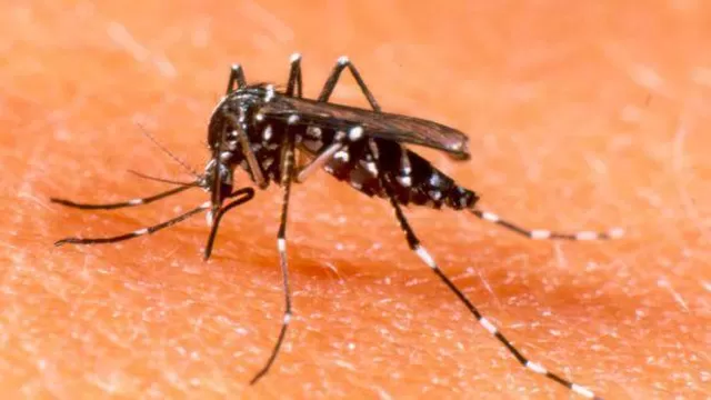 Virus de Zika se expande por América Latina. Foto: archivo El Comercio