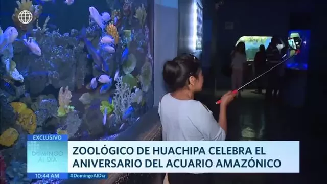 Zoológico de Huachipa celebra el aniversario del acuario amazónico