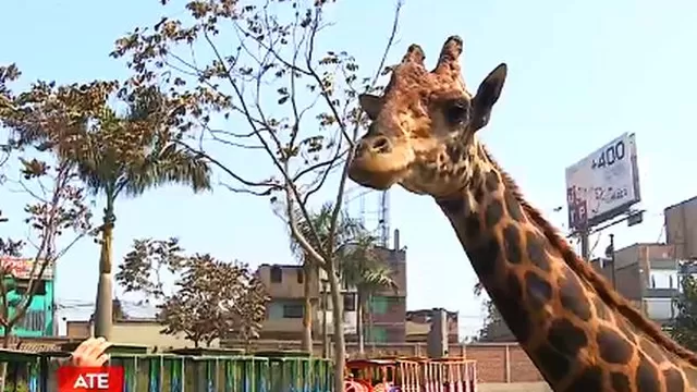 Zoológico de Huachipa reabrió sus puertas manteniendo medidas de bioseguridad