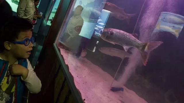 Grandes y chicos disfrutan del sorprendente acuario de Mistura