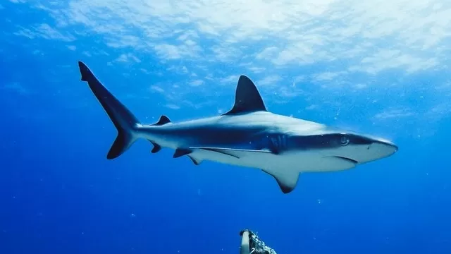 Un tiburón mató a una adolescente en un río de Australia