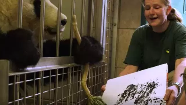 Austria: oso panda de zoológico pinta obras que se venden por casi 500 euros