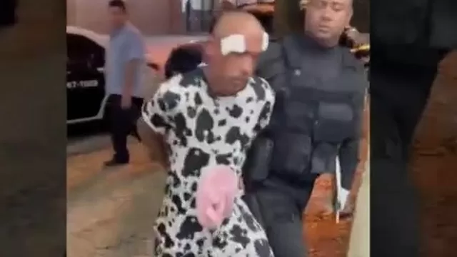 Brasil: Ladrón se disfrazó de vaca para robar, pero fue capturado